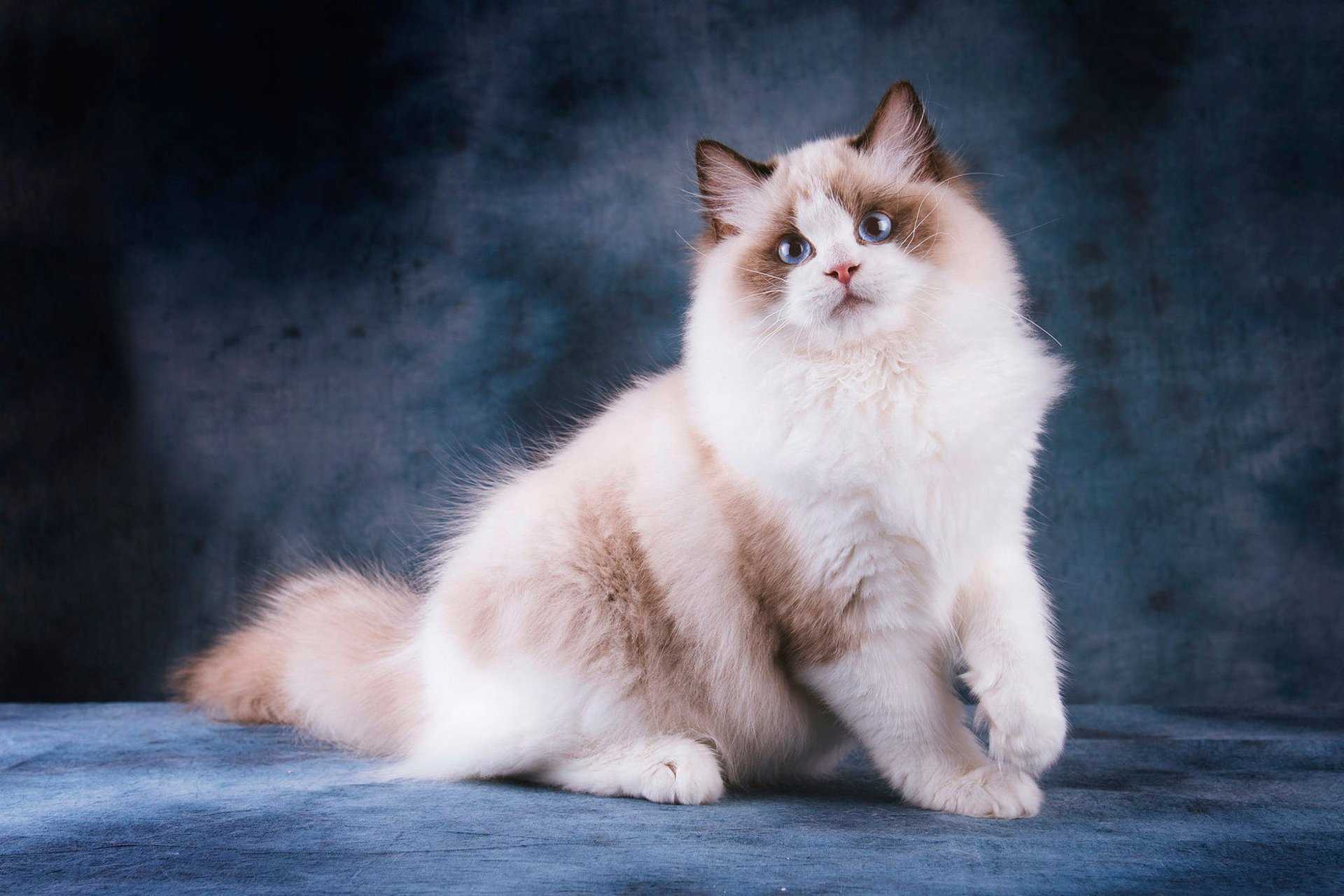 Рэгдолл — порода плюшевых кошек