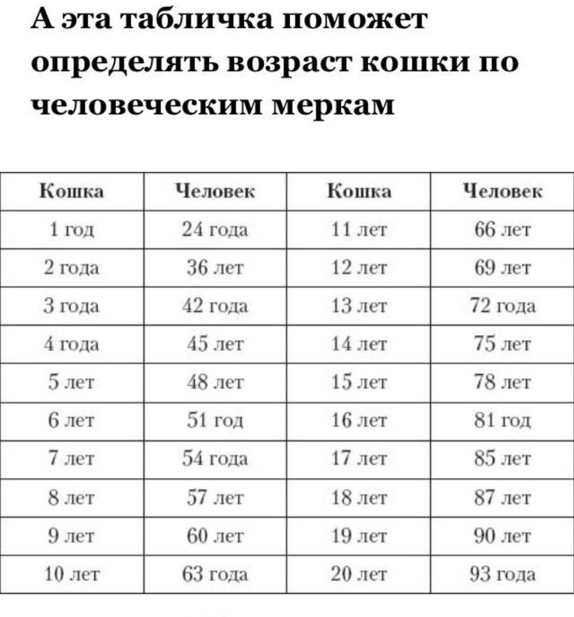 Как посчитать возраст кошки на человеческий, за сколько идет год у кота, как рассчитать самостоятельно - блог о животных - zoo-pet.ru