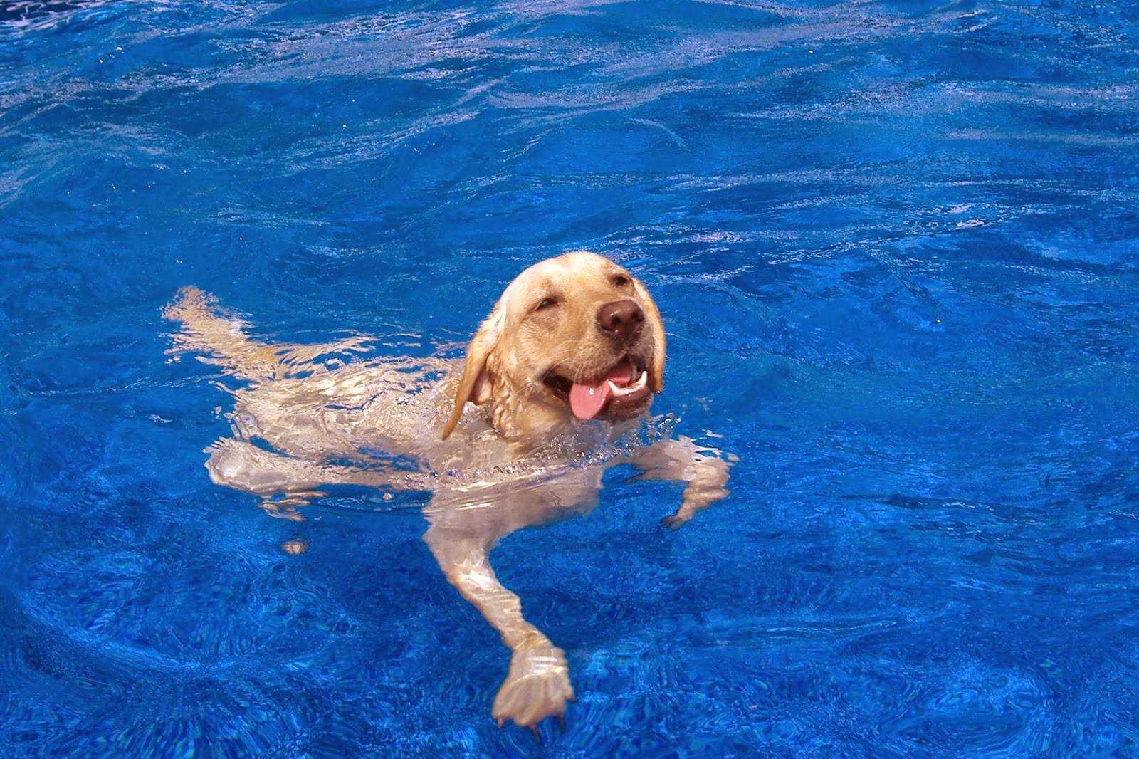 Как научить собаку плавать, если она боится воды