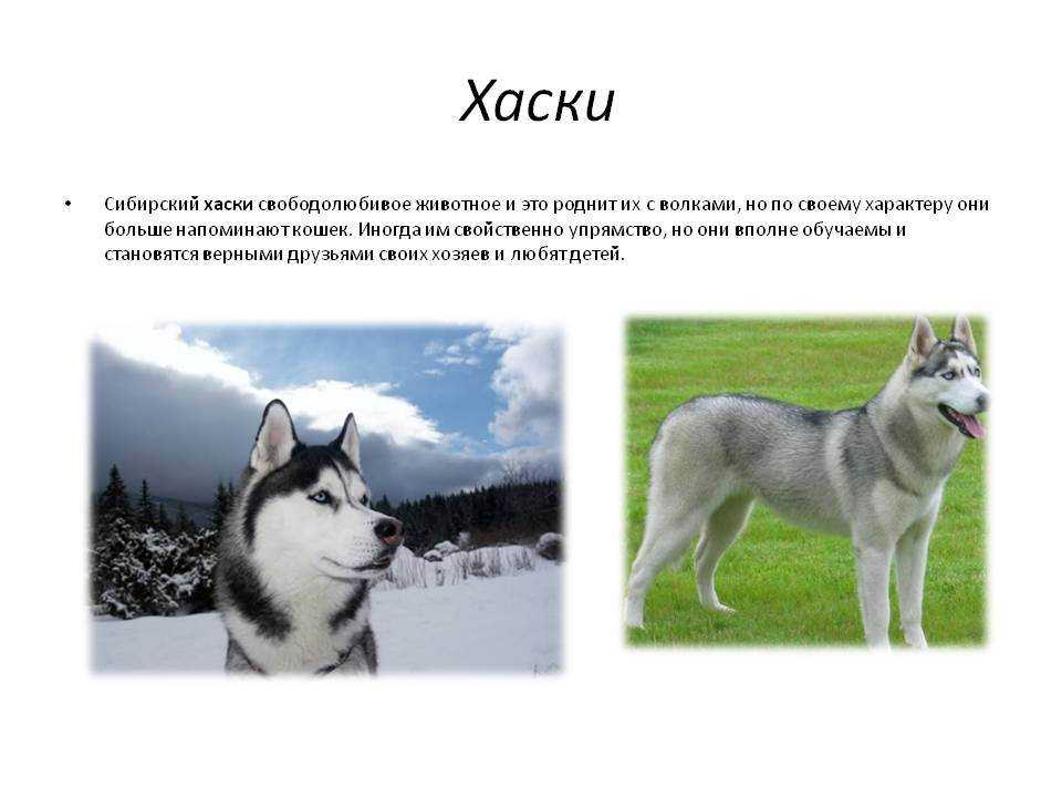 Хаски