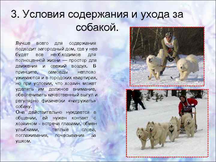 Обзор пастушьих пород собак, которые пасут овец: список и описание