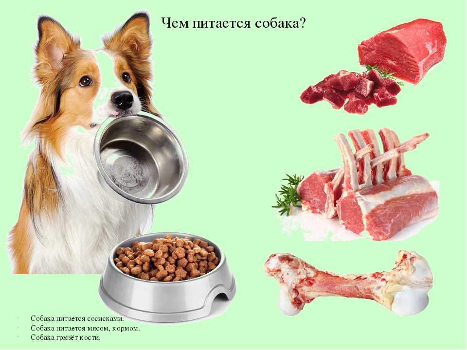 Почему собака не ест сухой корм — что делать, чем кормить собаку, если она не хочет есть сухой корм, отказывается после натуралки