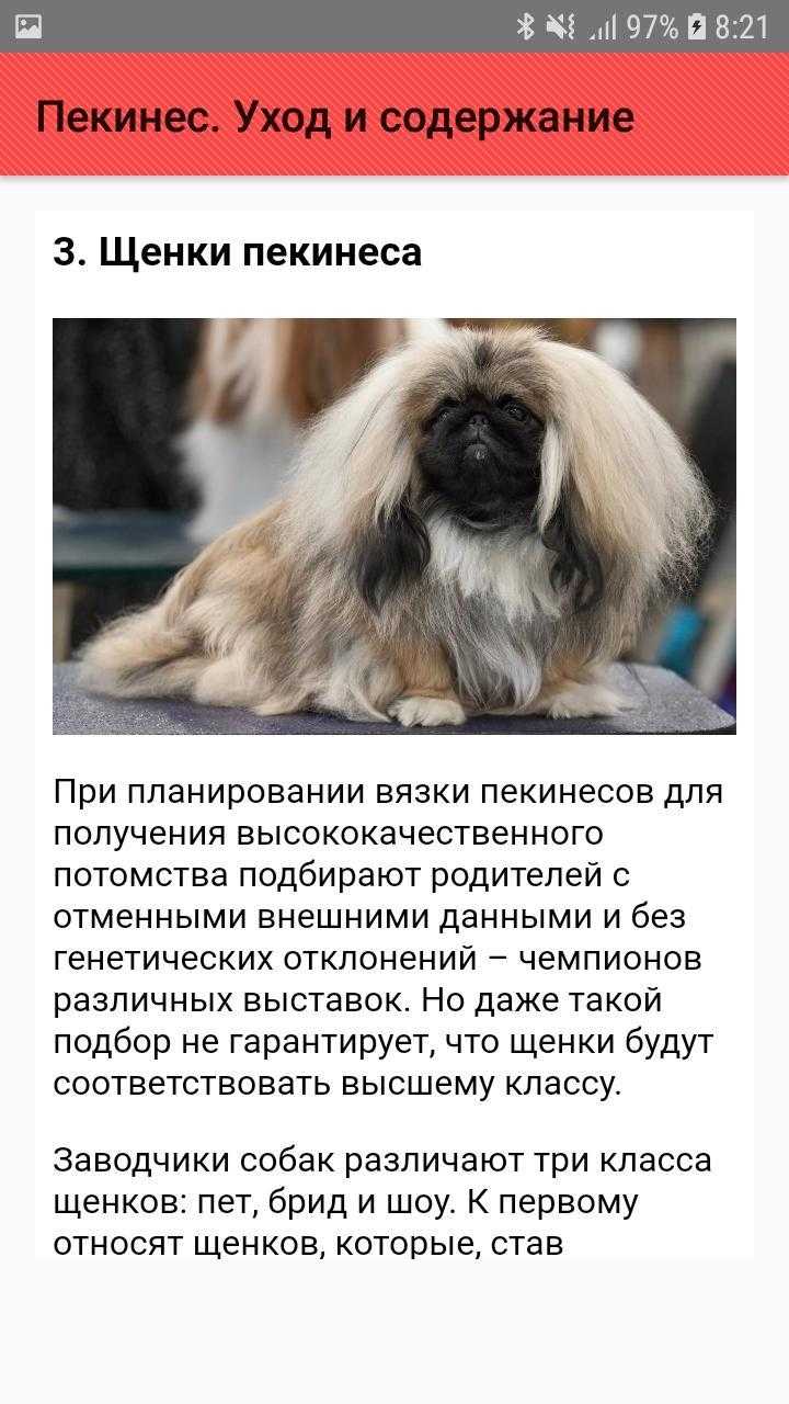 Разновидности пекинесов — карликовый, королевский, мини