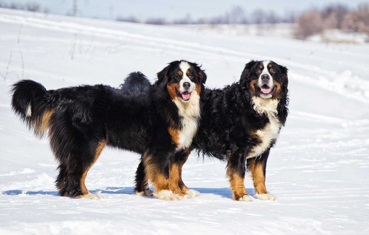 Блоги | кинологический питомник зенненхунд россии- kennel "sennenhund rossii" | бернский зенненхунд, большой швейцарский зенненхунд