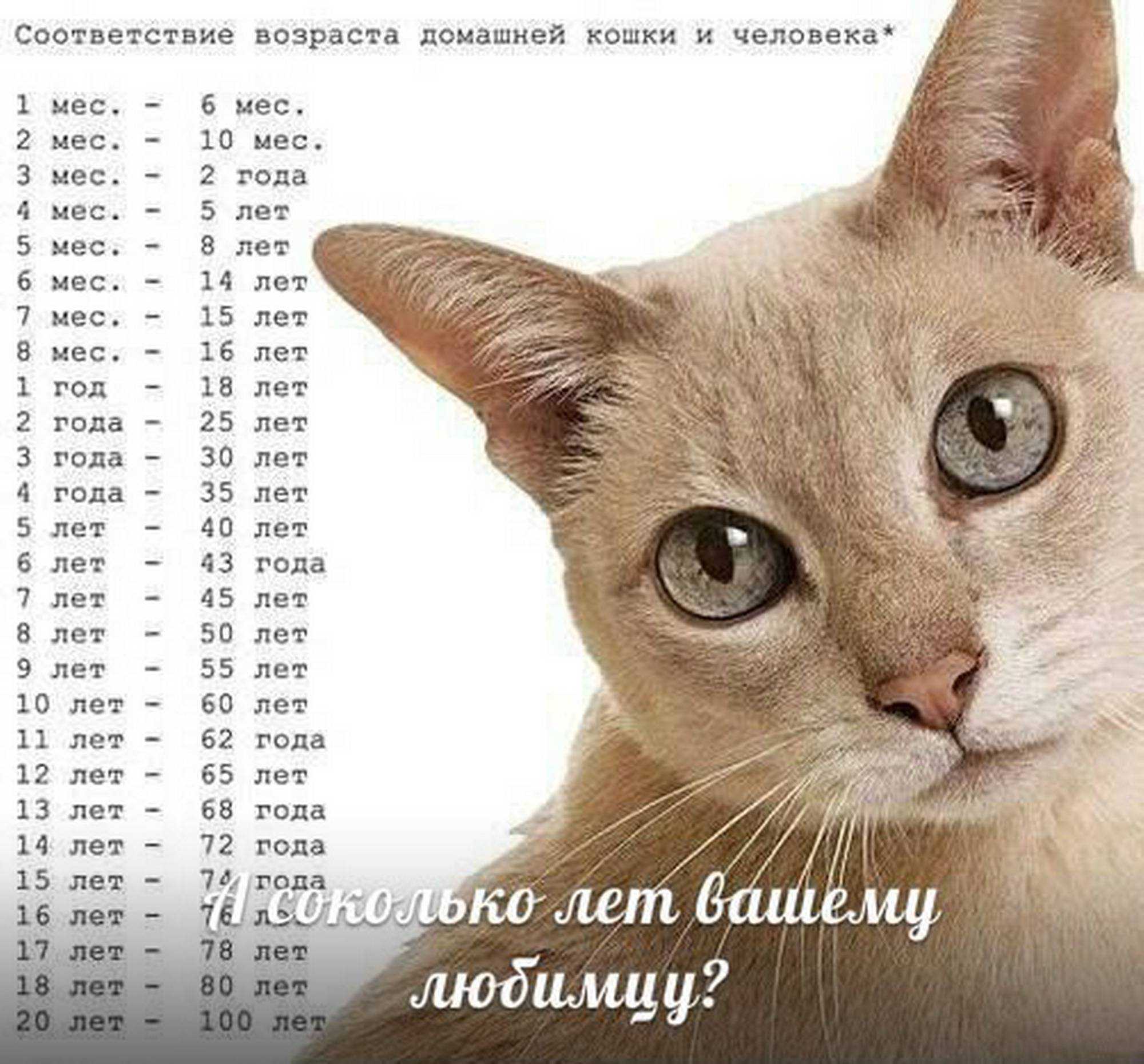 Возраст кошки по человеческим меркам — таблица и пояснения