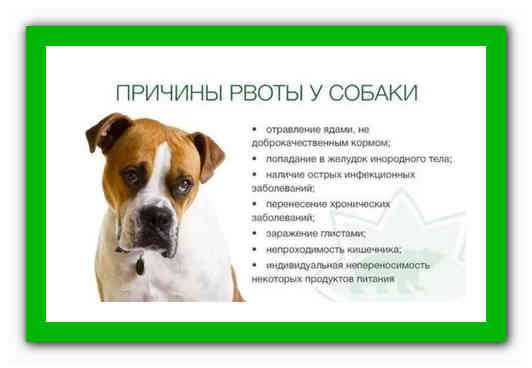 Рвота у собаки без поноса и температуры: что делать | страж чистоты