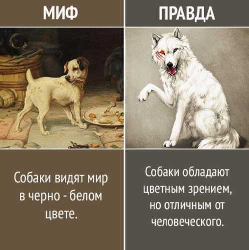 Что и как видят кошки