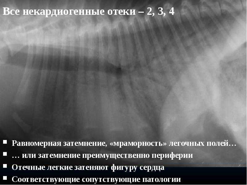 Сердечная недостаточность у собак. 5 причин плохой работы сердца: симптомы и лечение