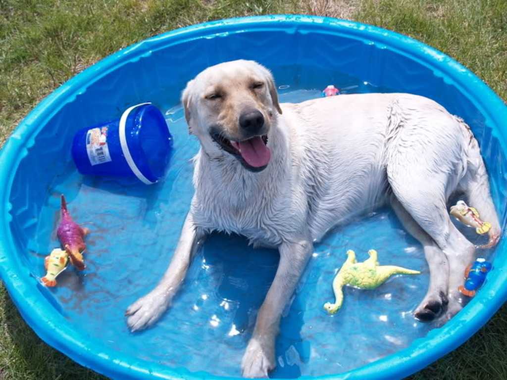Сколько можно купать собаку. Купание собаки. Тазик для купания собак. Собака купается. Бассейн тазик для собак.