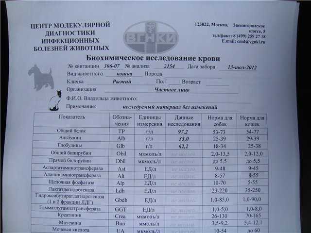 Диагностика и лечение вирусной лейкемии кошек