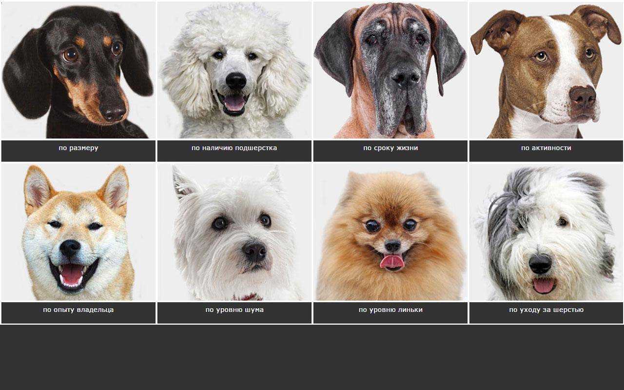 12 самых дешёвых пород собак