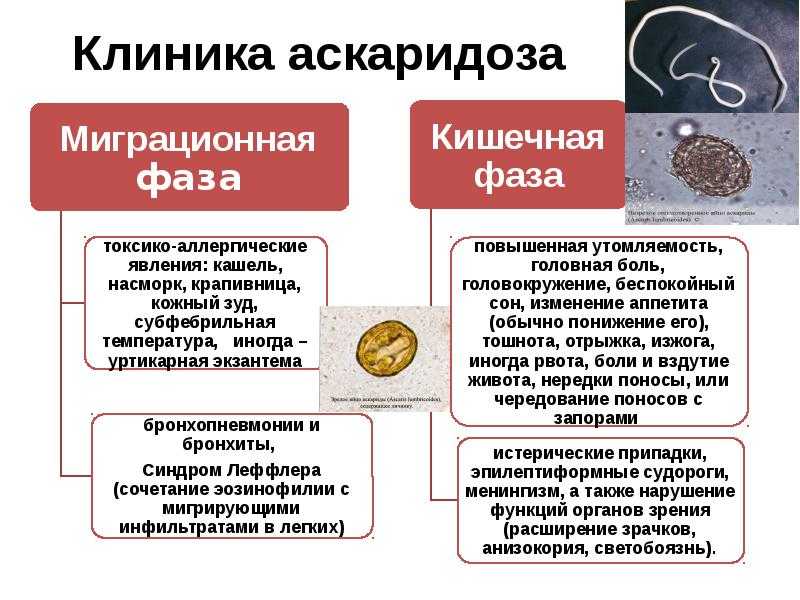 Как вывести глисты — блог медицинского центра он клиник
