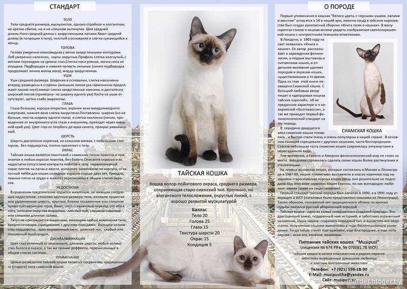 Сиамская кошка: фото, описание, стандарт, окрас, характер породы