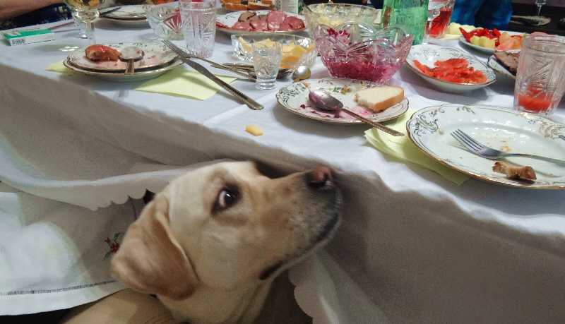 Как отучить собаку клянчить еду