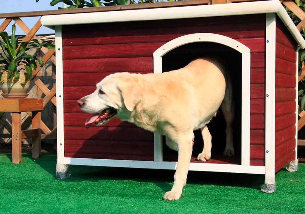 Стоит ли делать будку для собаки: плюсы и минусы