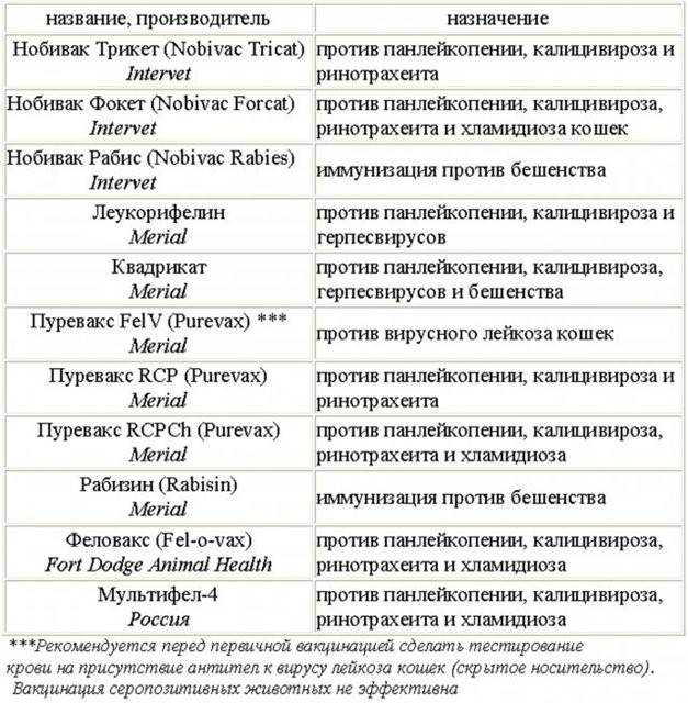 Прививка для кошек: зачем нужна прививка и как часто должна проводиться вакцинация кошек
