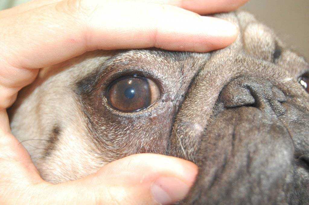 Почему у собаки красные глаза