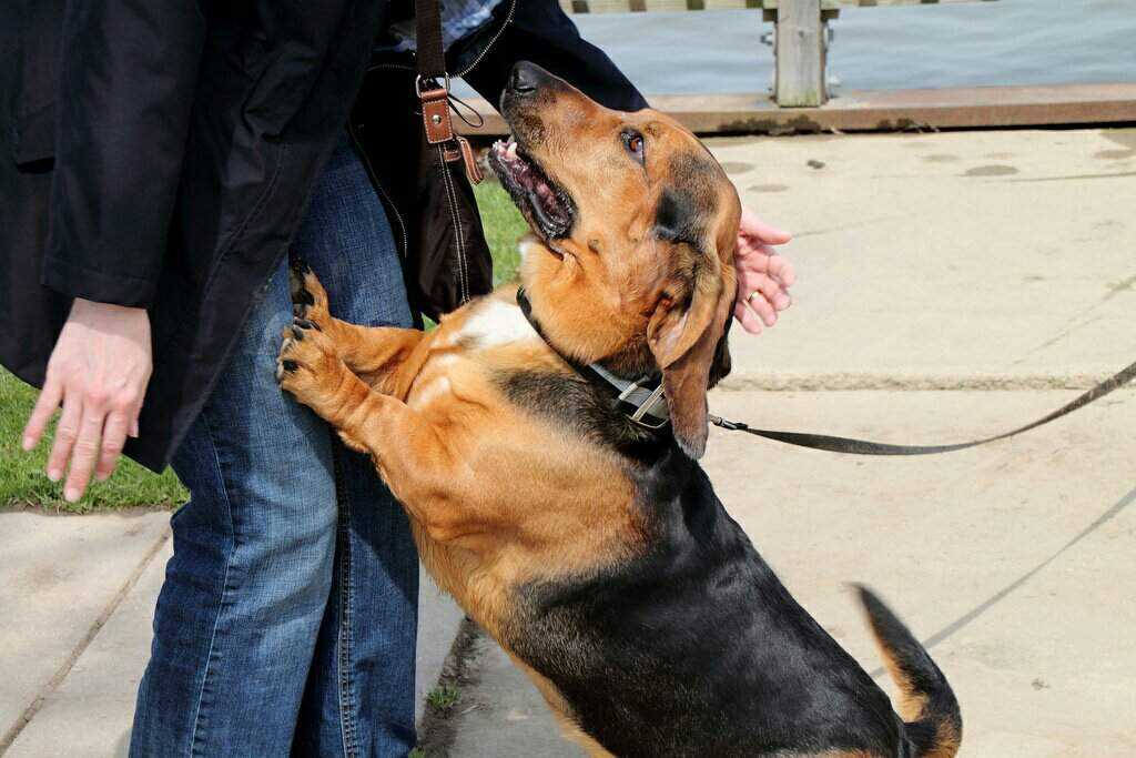 ᐉ как отучить собаку лаять на других собак - ➡ motildazoo.ru