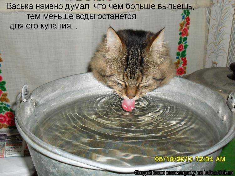 Сколько коты могут без еды и воды. Кошка в тазике. Котенок в тазике с водой. Кот в ведре. Котик в воде в тазике юмор.