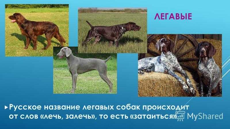 Почему собаку зовут собакой. Русская легавая порода. Группа легавые собаки. Легавые в классификации пород. Породы легавых собак для охоты.