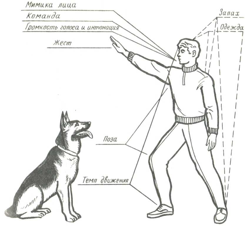 Как научить собаку командам «фас», «сидеть», «рядом»: методы и основы дрессировки