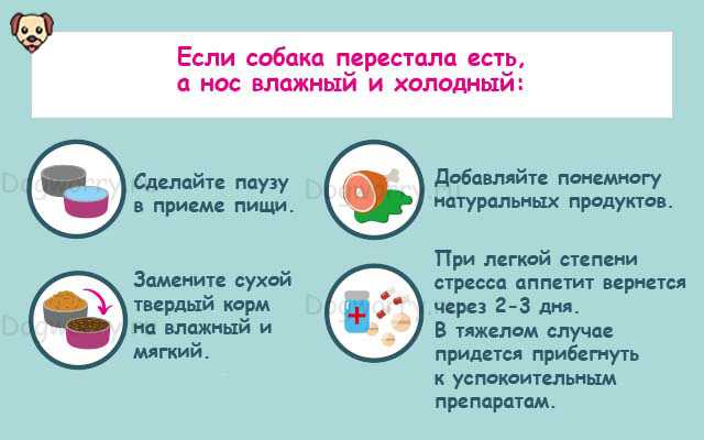 Почему собака плохо ест и что делать владельцуветлечебница рос-вет