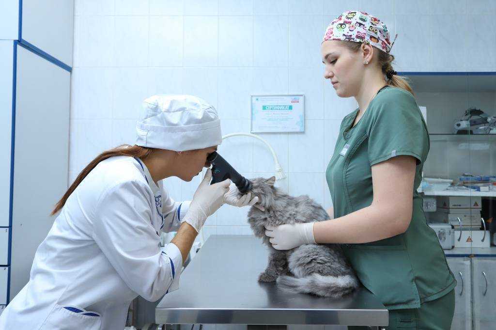 Как ухаживать за кошкой и котятами после родов?