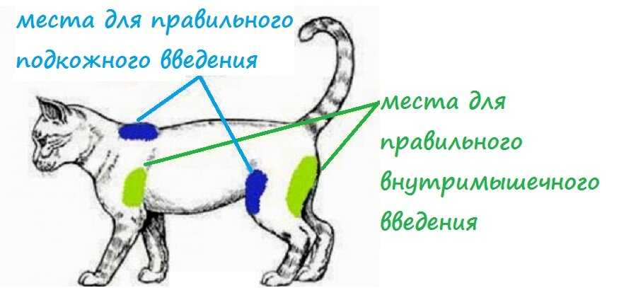 Куда коту делать укол внутримышечно в бедро схема