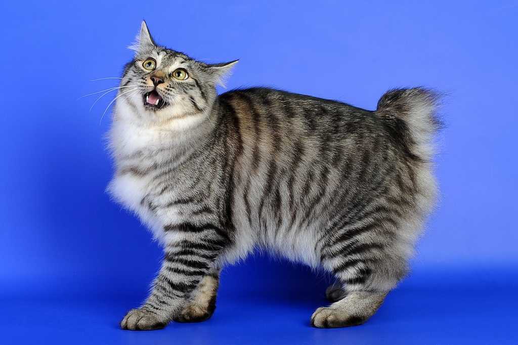 Порода кошек бобтейл фото описание породы характер размеры