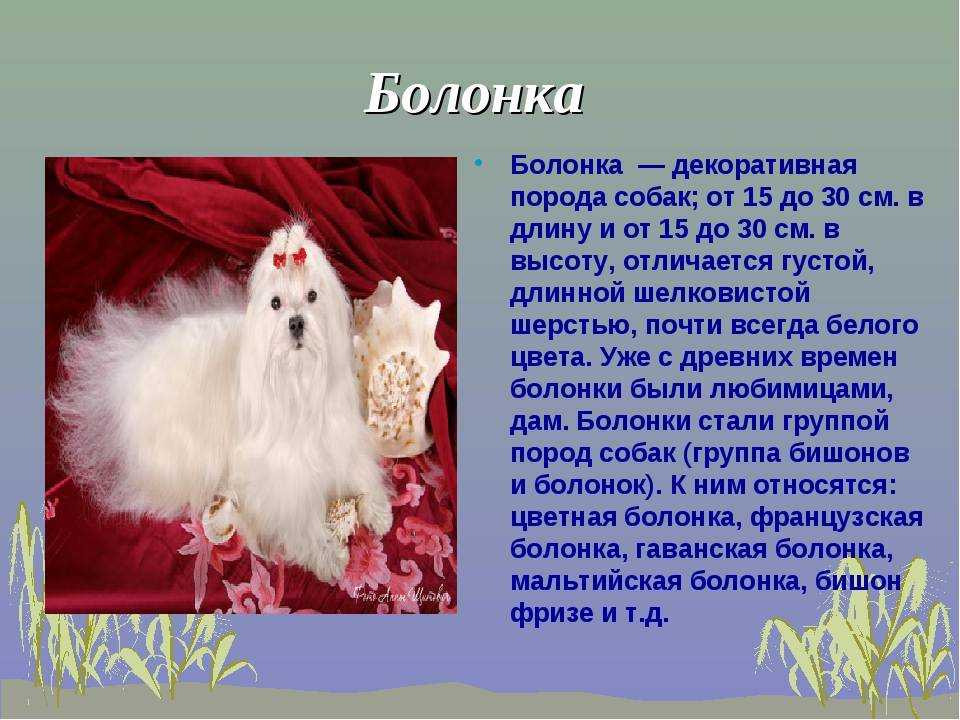Мальтийская болонка: плюсы и минусы породы, фото, отзывы и описание