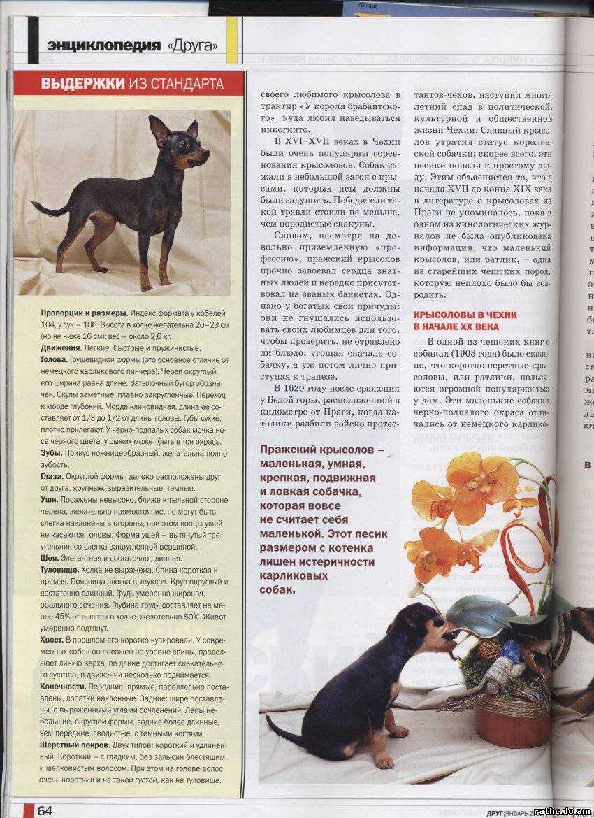 Пражский крысарик: фото и описание породы собак
пражский крысарик: фото и описание породы собак
