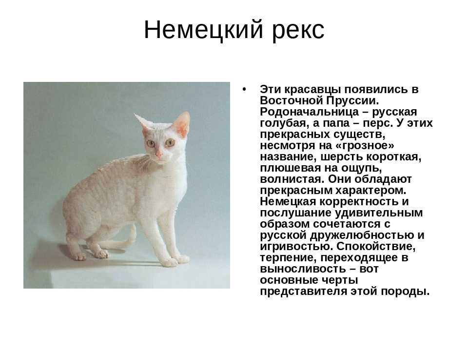 Всё о кошках породы уральский рекс