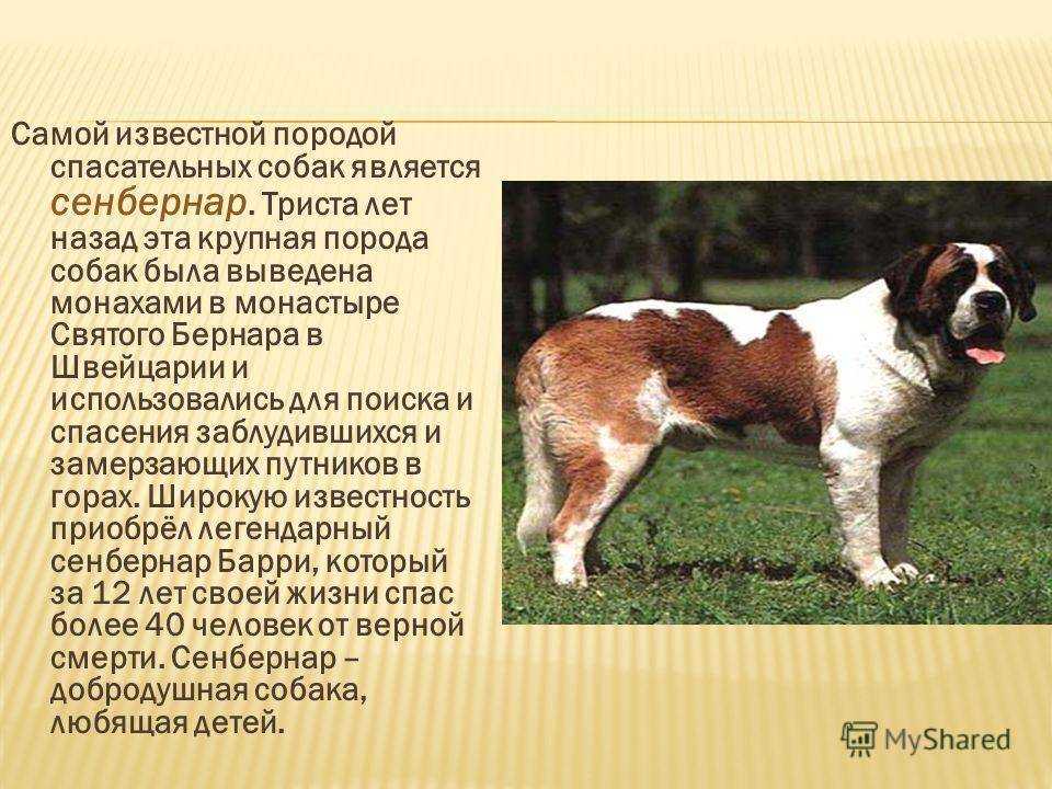 Сенбернар: фото собаки, описание породы