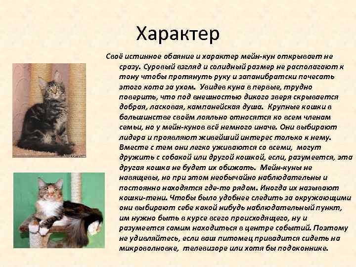 Мейн-кун: фото и цена, кошка мейн кун описание, характер
