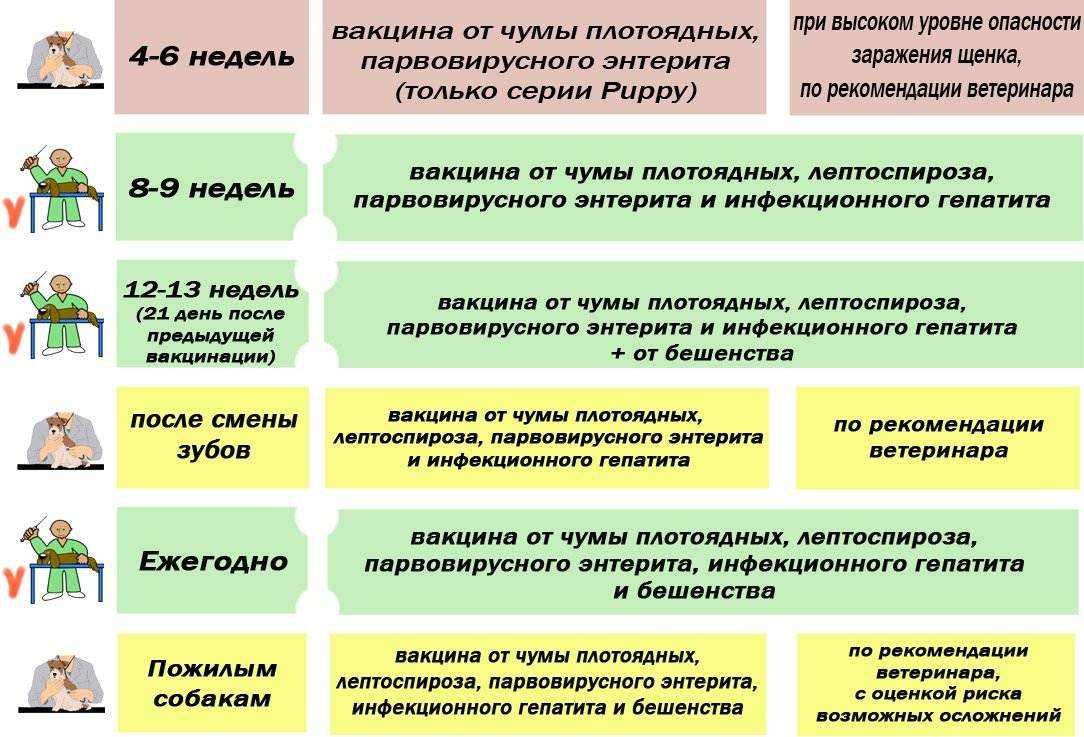 Вакцинация щенков схема