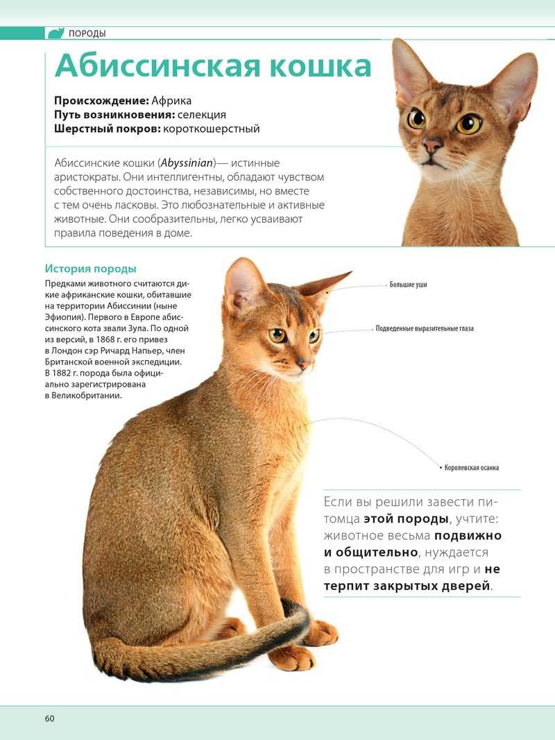 Описание абиссинской кошки: стандарт породы с фото, характер, особенности ухода