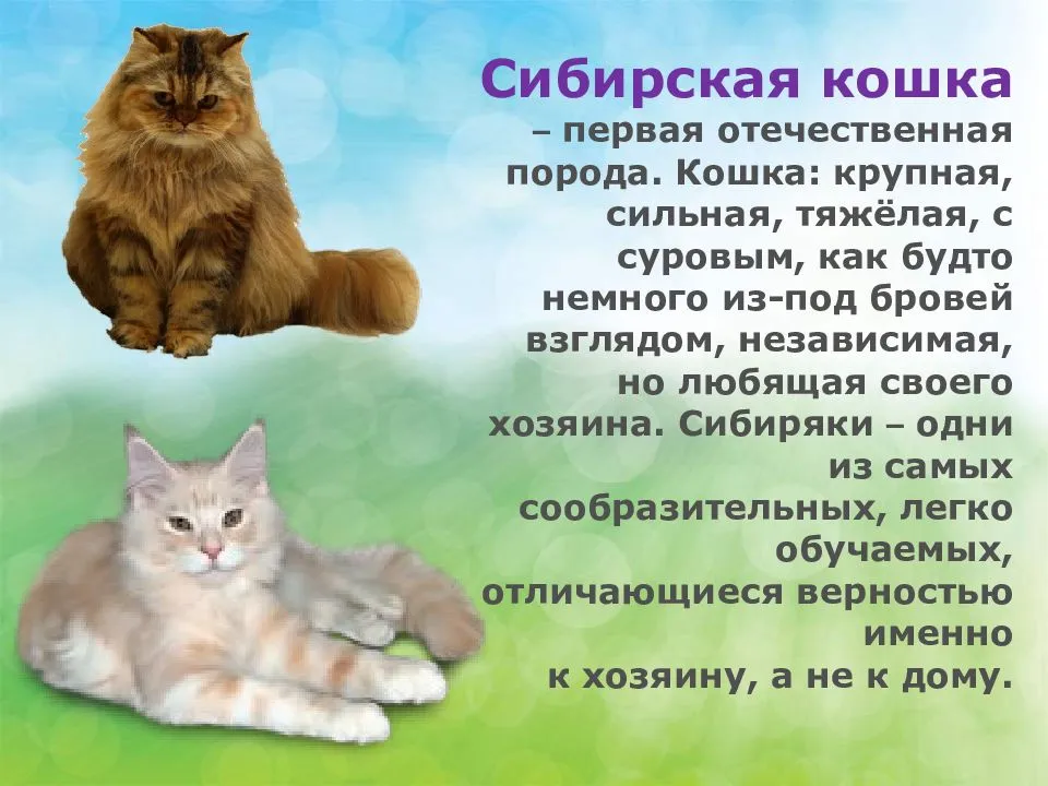 Домашние кошки: откуда взялись наши домашние питомцы?