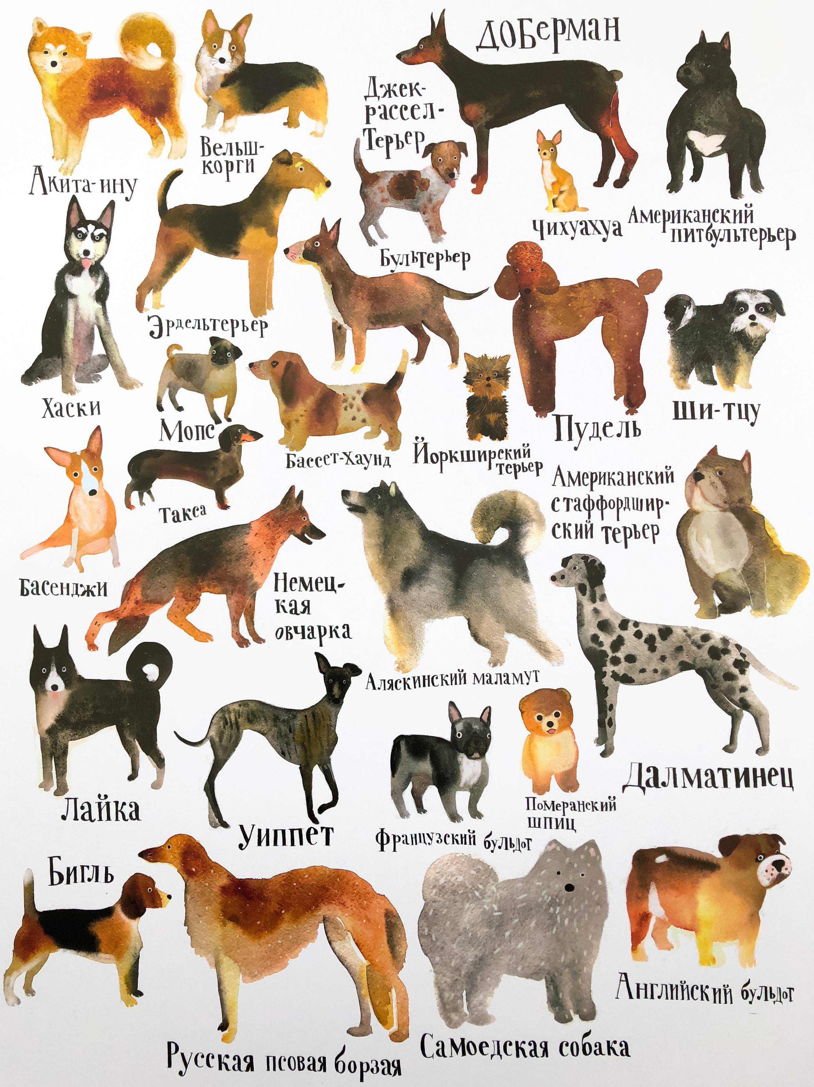 горные породы собак фото с названиями