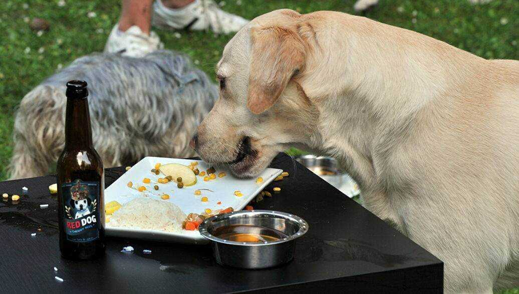 Собакам можно сырую картошку. Сырный пёс. Собака и пармезан. Сырный песик. Собака и сыр.