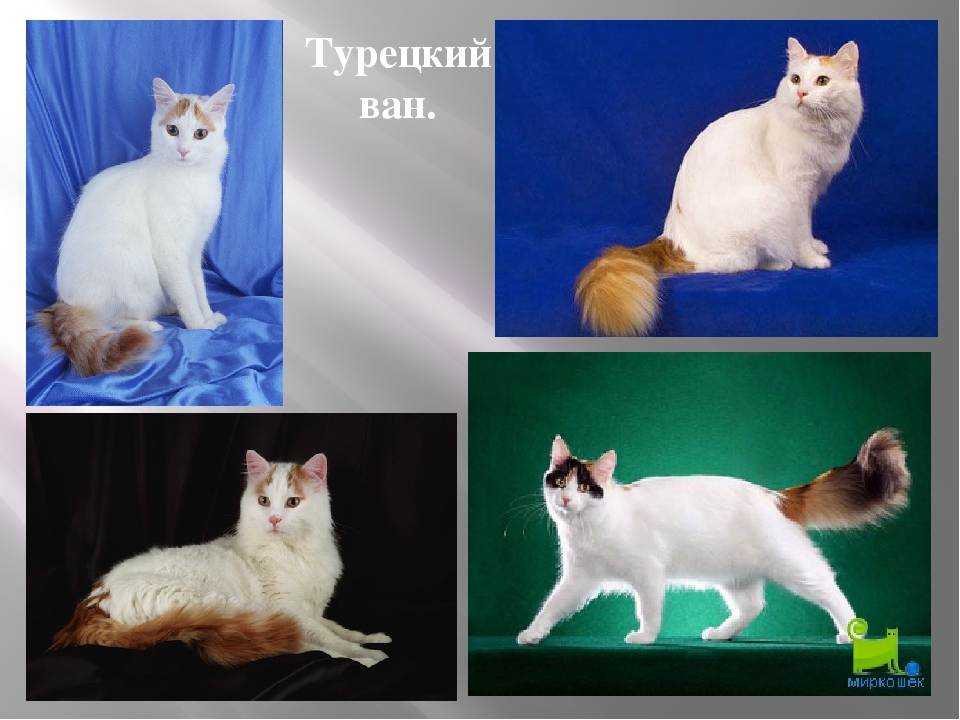 Турецкий ван: описание породы кошек с фото, характер, особенности содержания