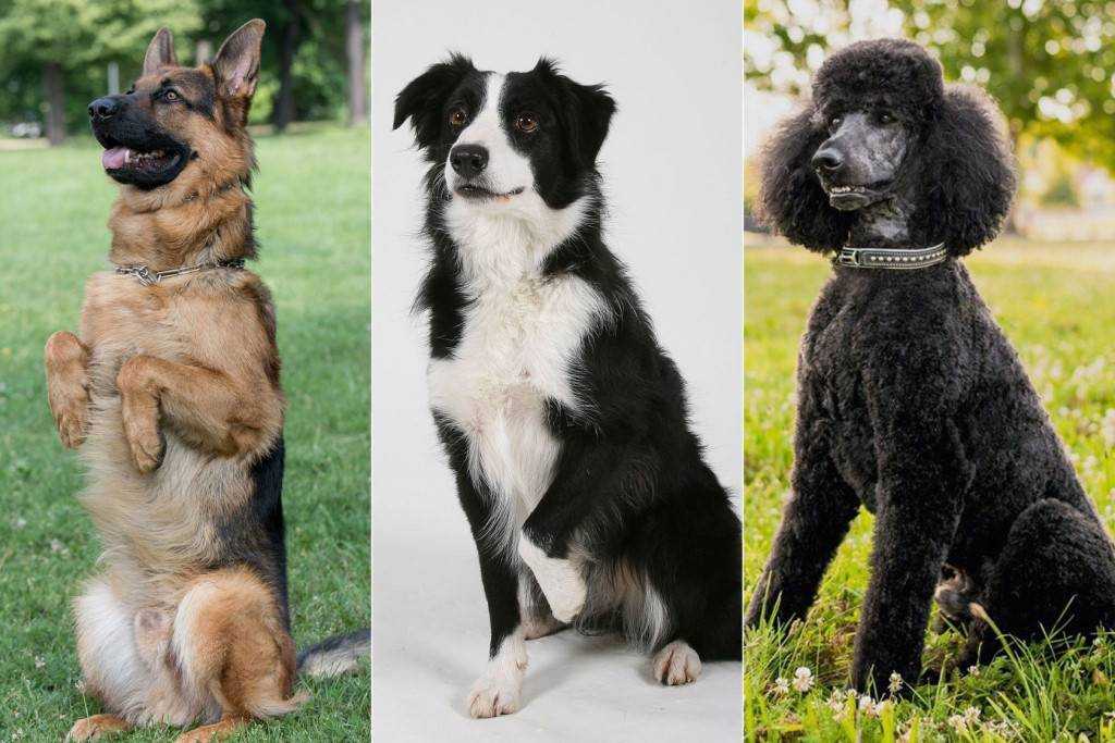 Самые умные породы собак в мире