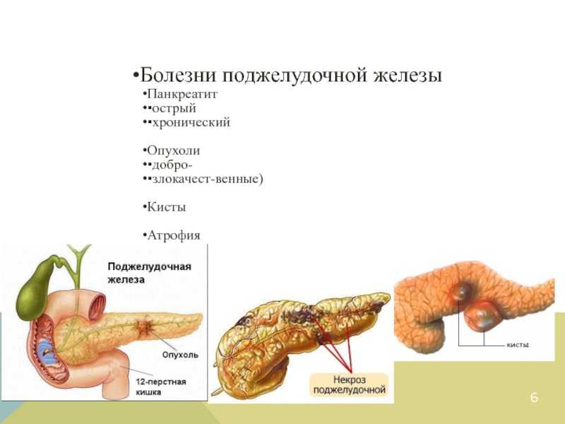 Панкреатит у кота схема лечения