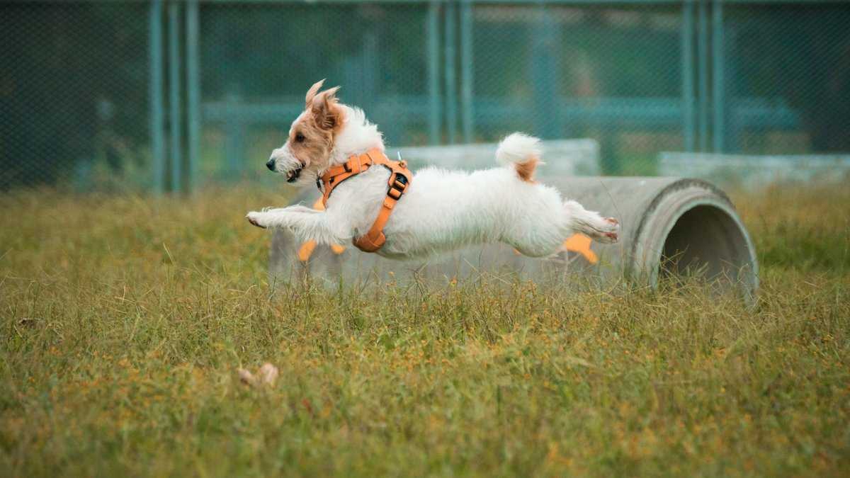 Как отучить собаку прыгать на людей, советы для щенка лабрадора и не только