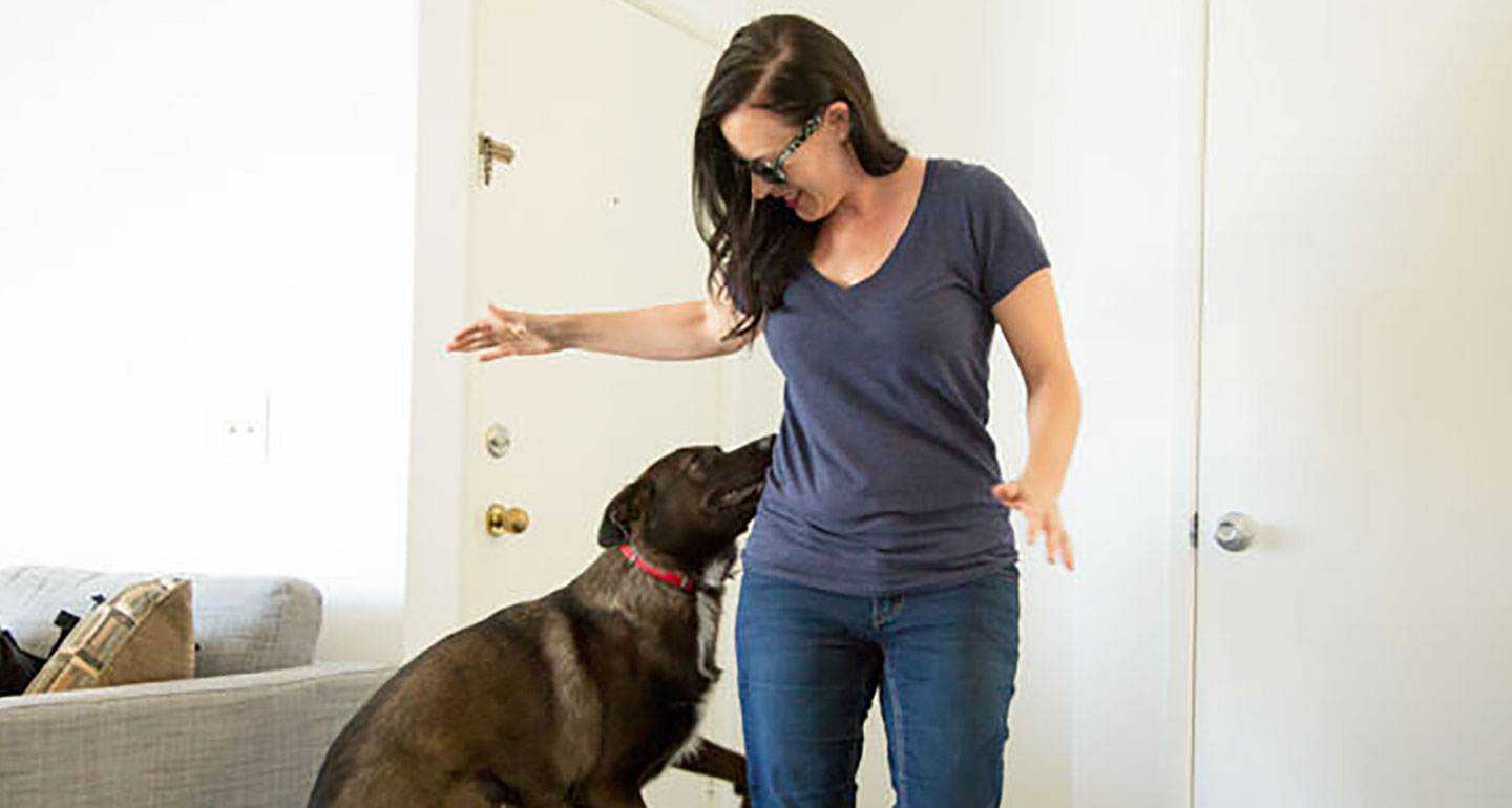Собака прыгает на хозяина при встрече — как отучить ее
