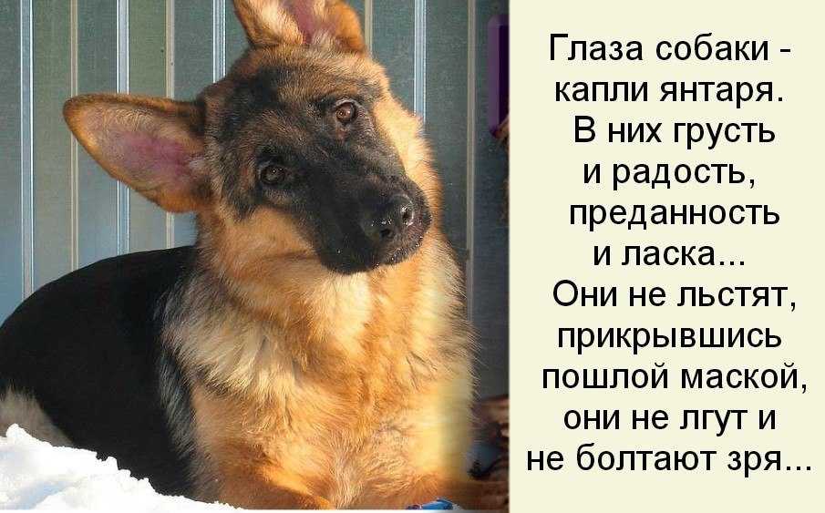 Вязка у собак: все, что нужно знать о деликатном процессе