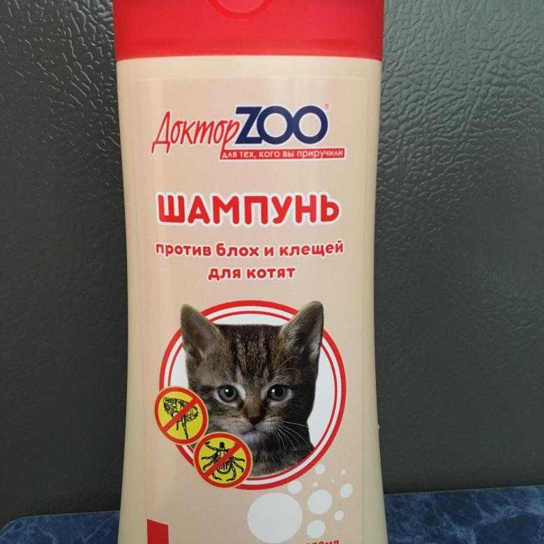 Как выбрать шампунь от блох для кошек - советы ветеринара