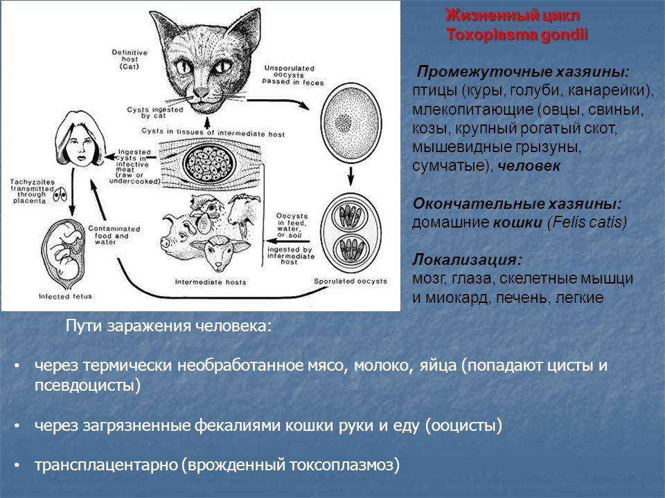 Схема лечения микоплазмоз у котят