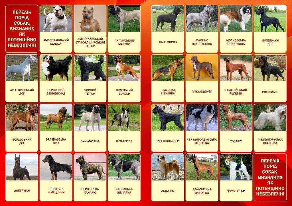 Породы собак с фотографиями и названиями на русском языке