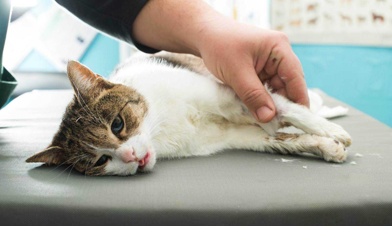 Чумка у кошек: симптомы и лечение
