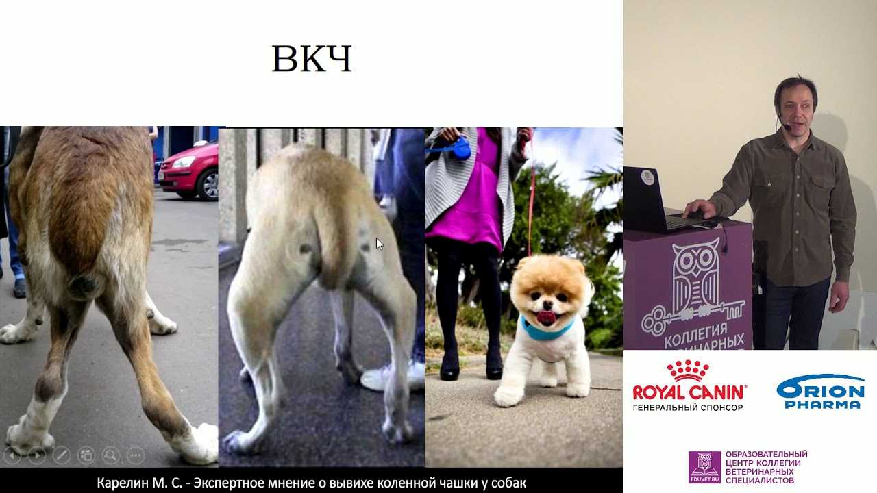 Заболевание легга-кальве-пертеса у собак